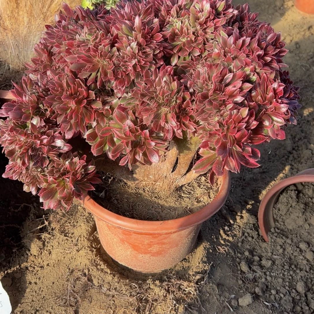 洋*女神缀化脱土发货