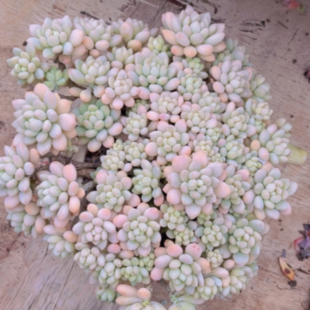 【闪购商品】洛可可03180