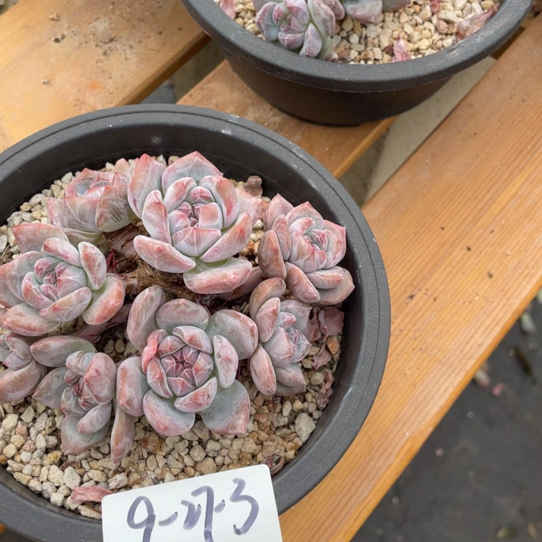 **** 9-27-3静好多肉园艺