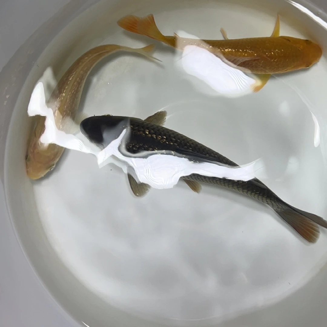锦鲤3尾单色茶鲤鱼