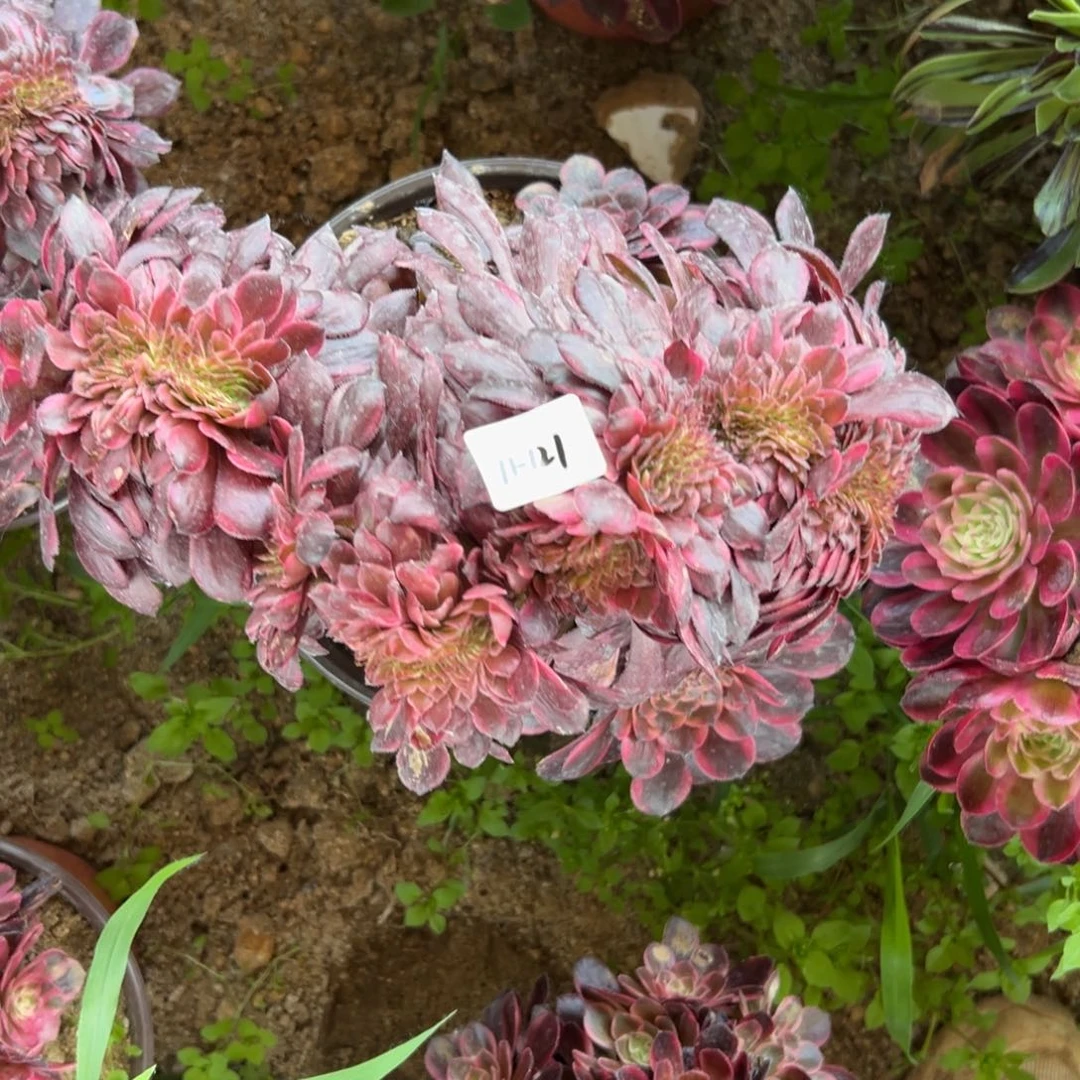 121烟花缀多肉植物