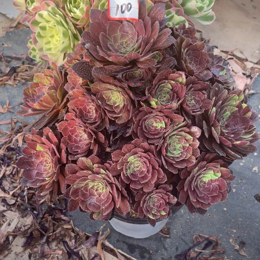 100花月夜多肉植物