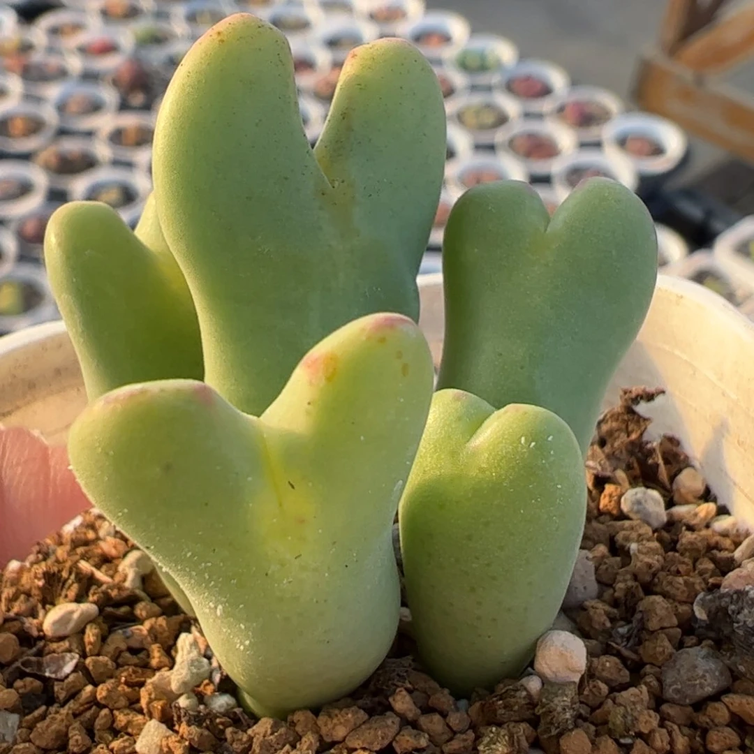 多肉植物百科341