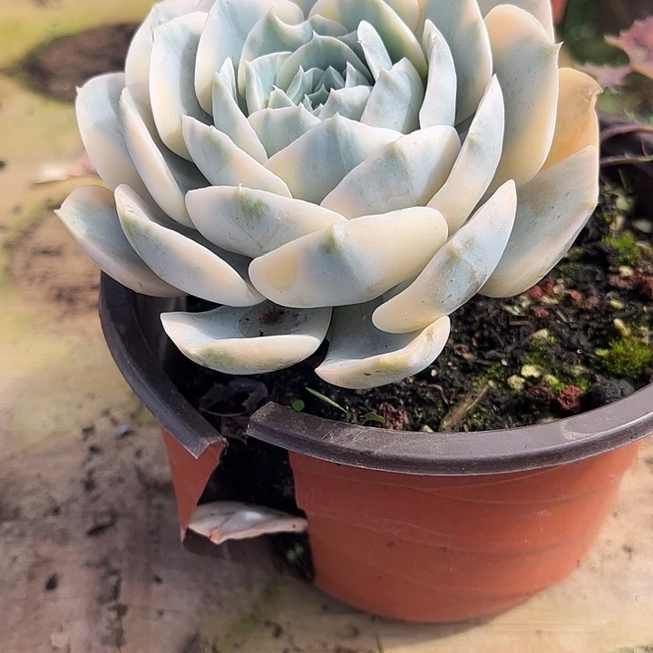 断***殇鲁氏锦，一物一拍。