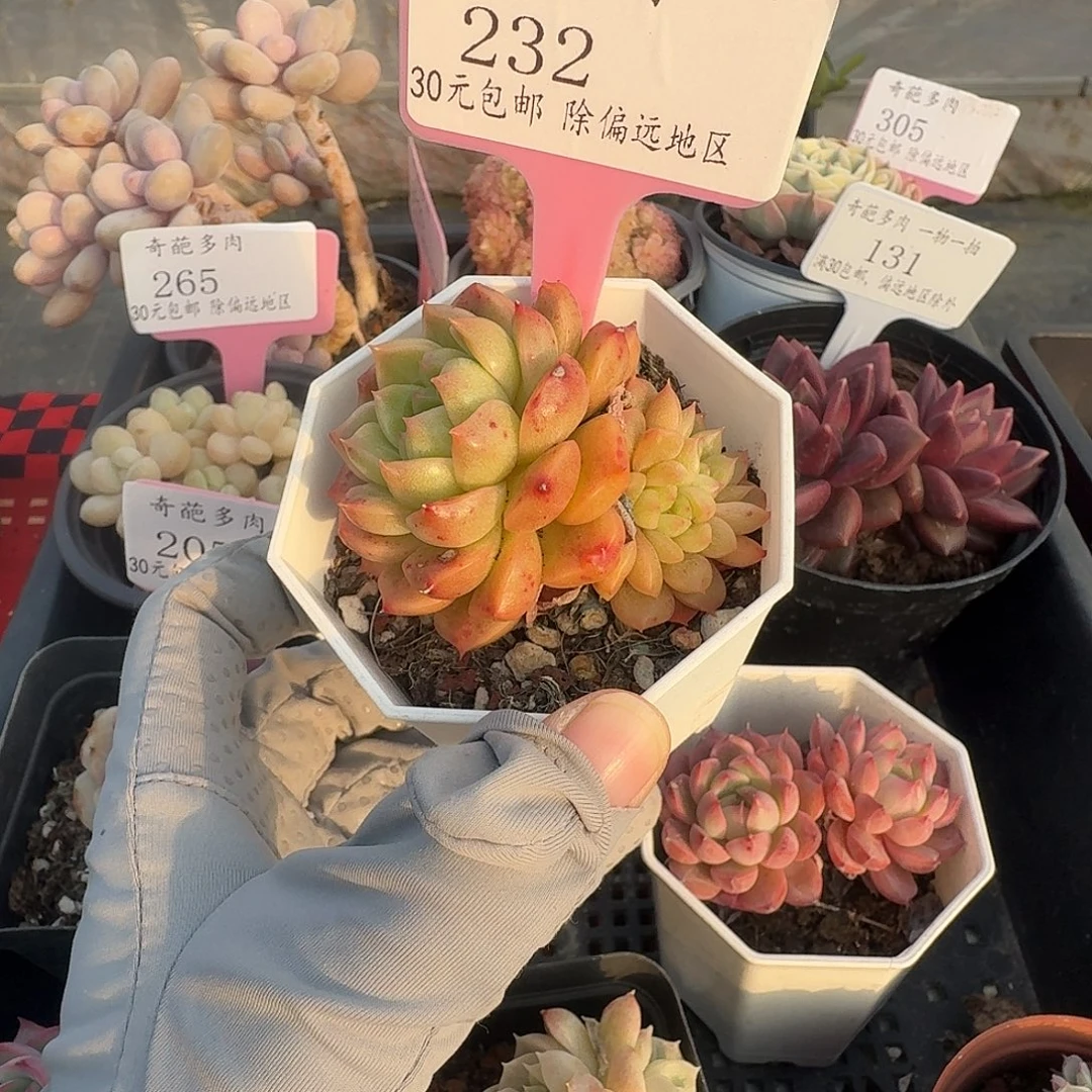 232 脱土 群生不包整 30元包邮非偏远