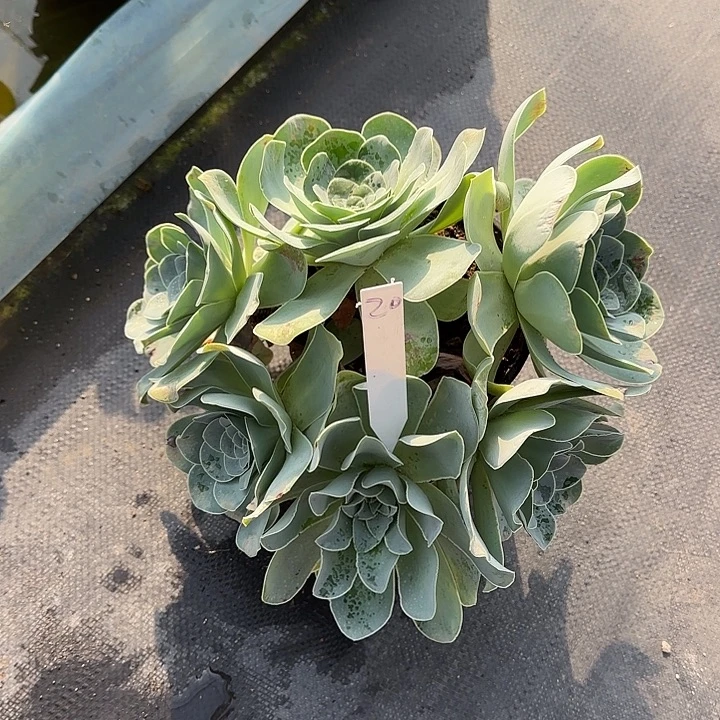 山地玫瑰一物一拍脱土发，20号，不包断侧芽