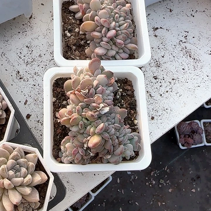 准**眠青蛙王子儿童牙膏111