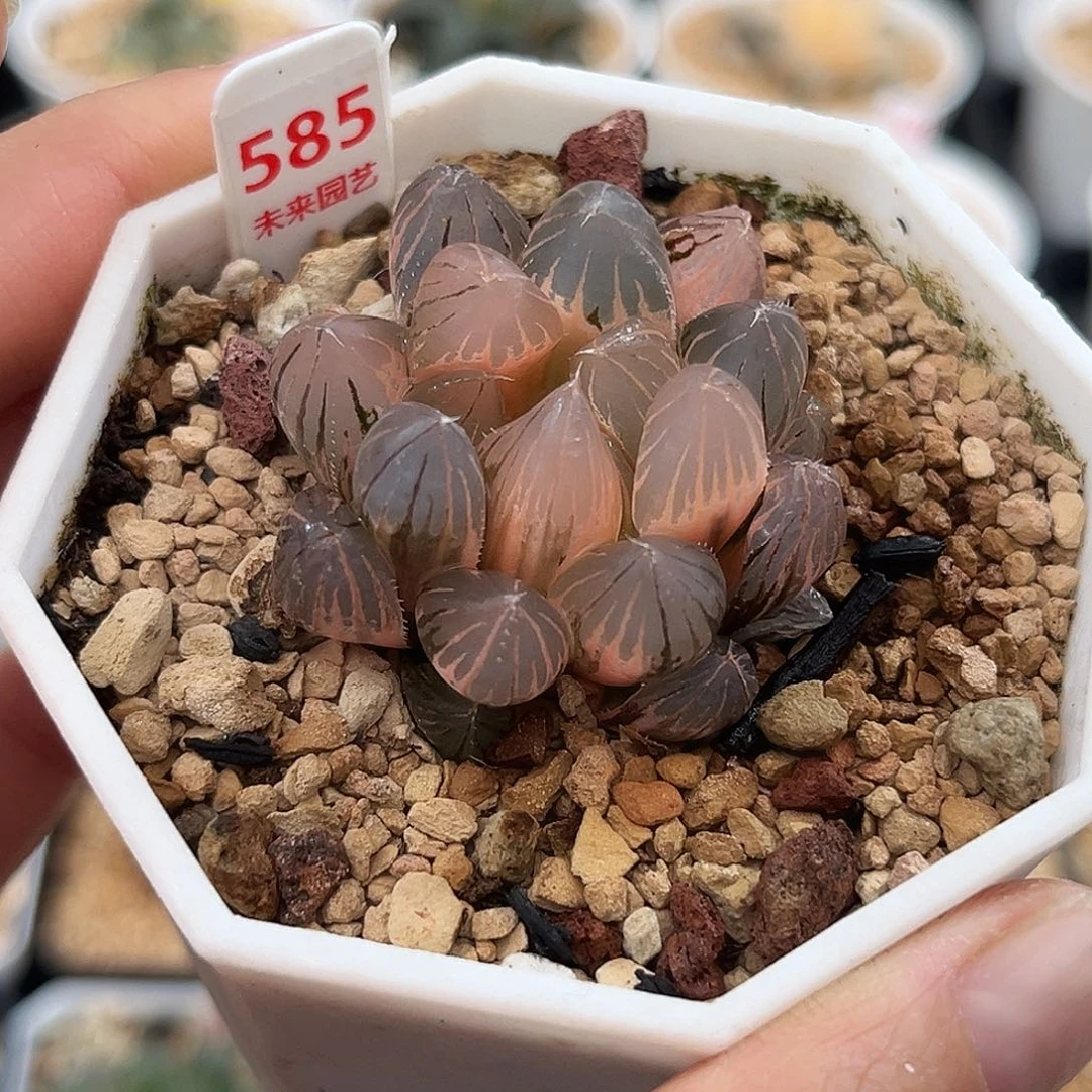 585糊斑霓虹灯玉露锦福利