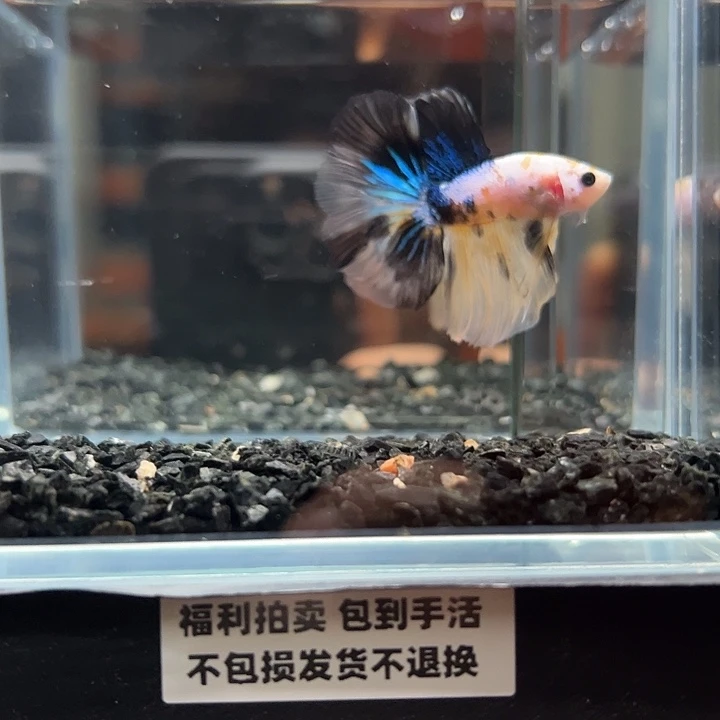 斗鱼竞拍跑单拉黑79日109