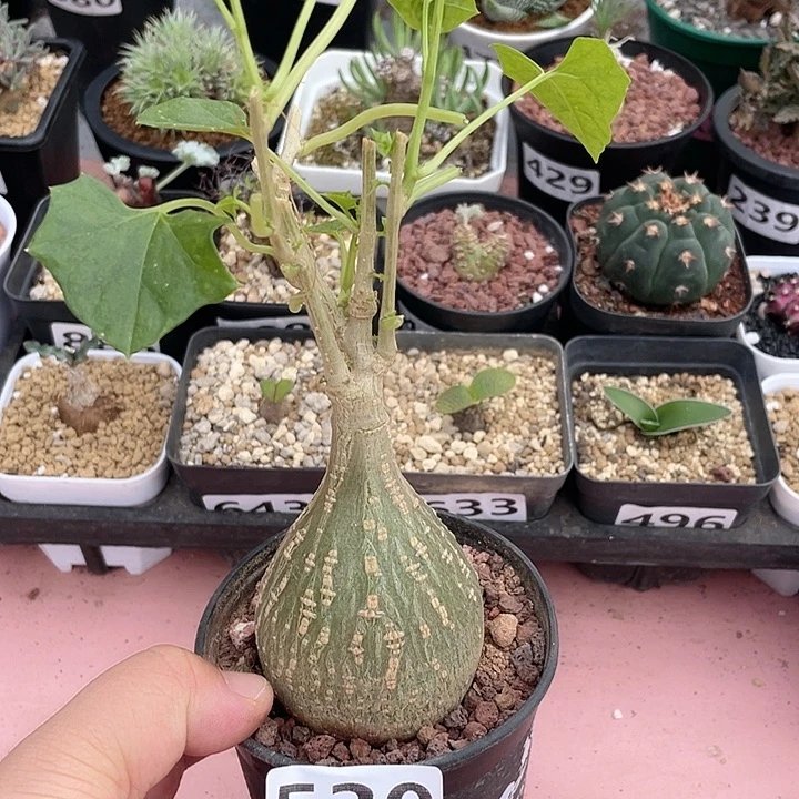 530银叶睡布袋块根