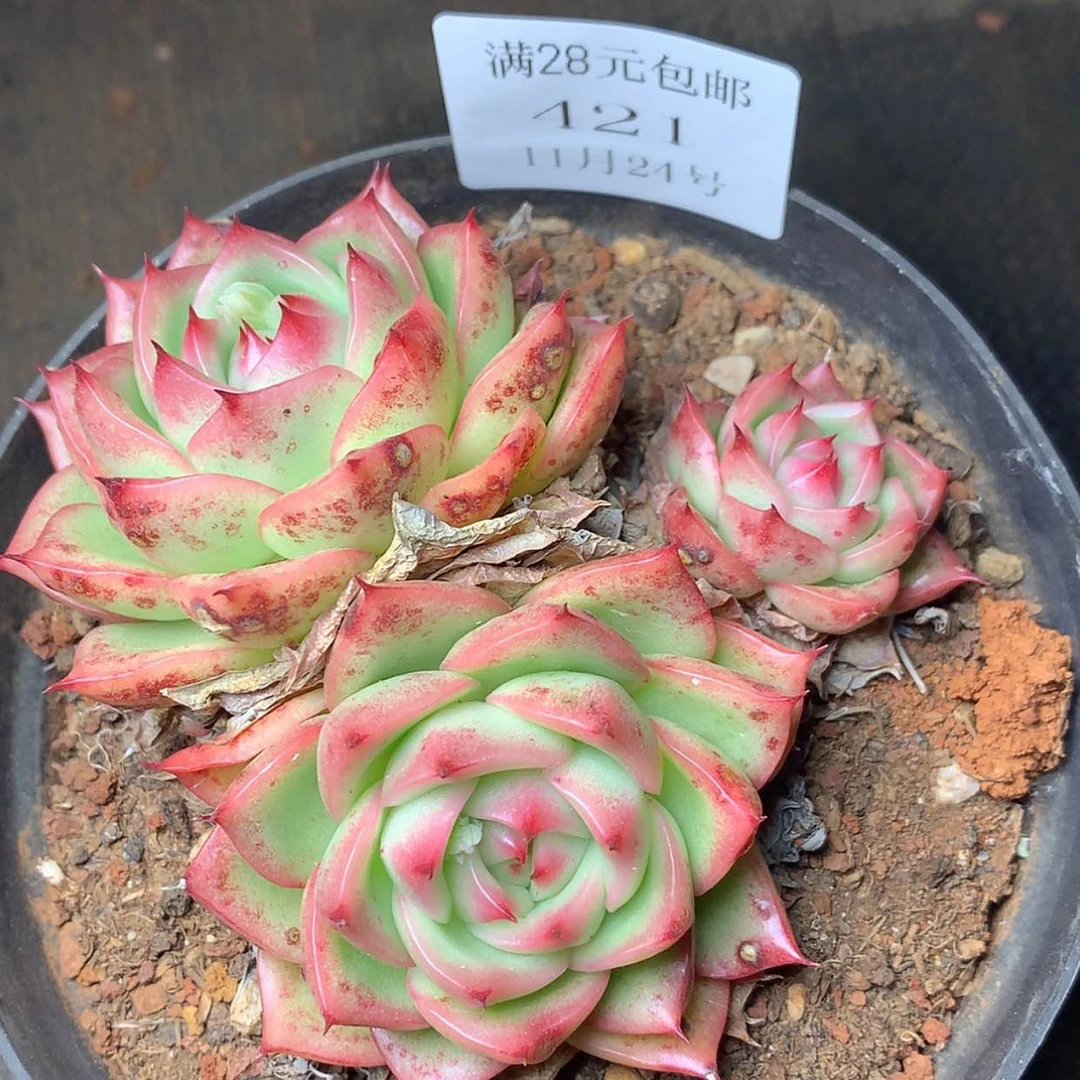 【闪购商品】云421号