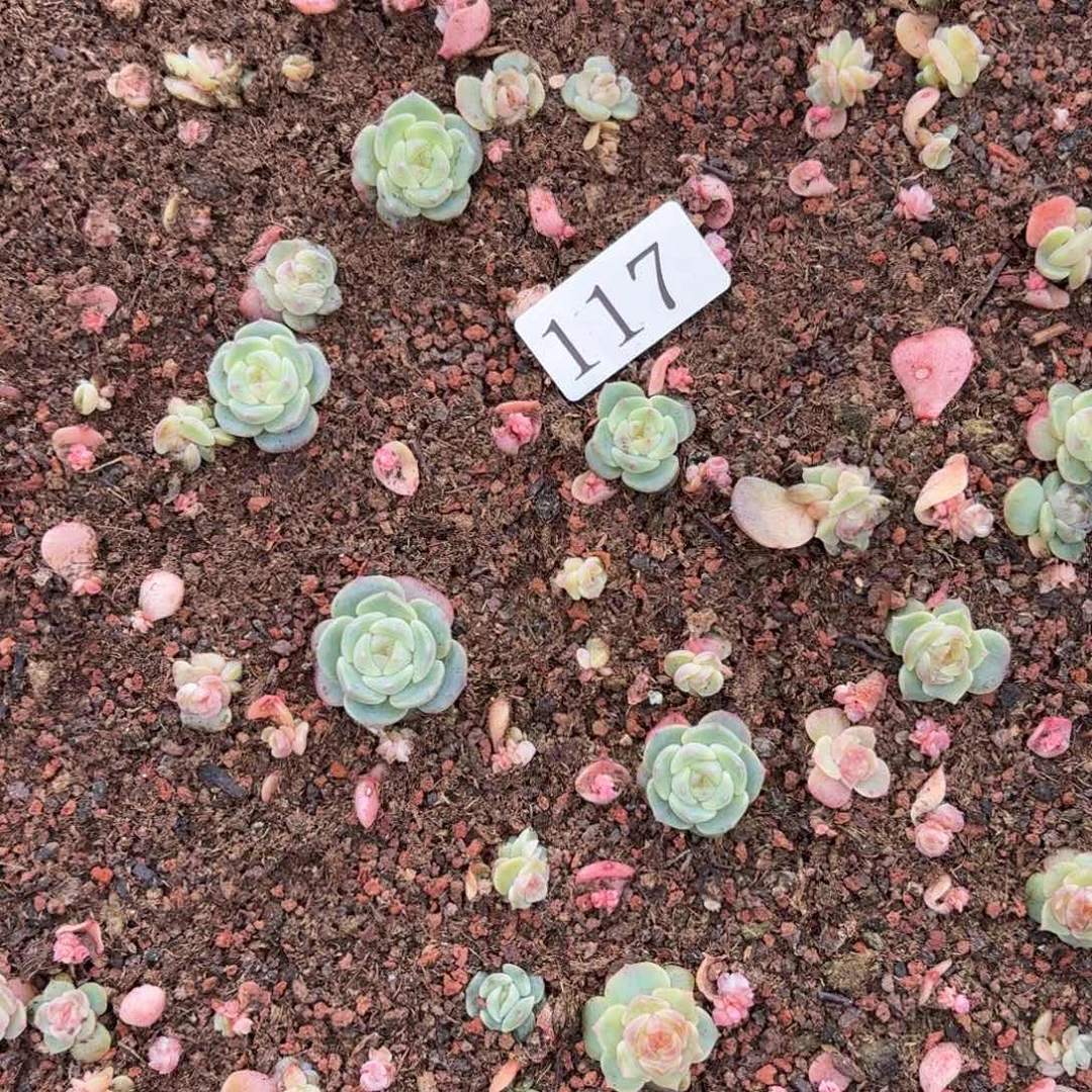 欣***悦多肉植物多肉植物117脱土