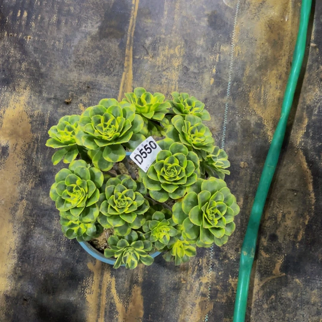 55000特斯拉福利可以拍