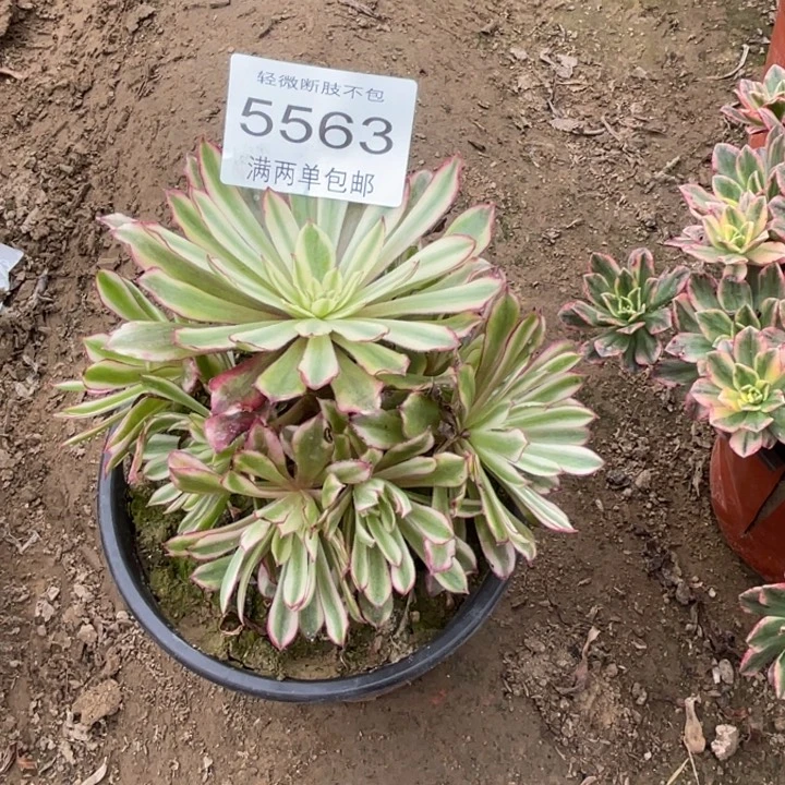 5563浪仙的人多肉的