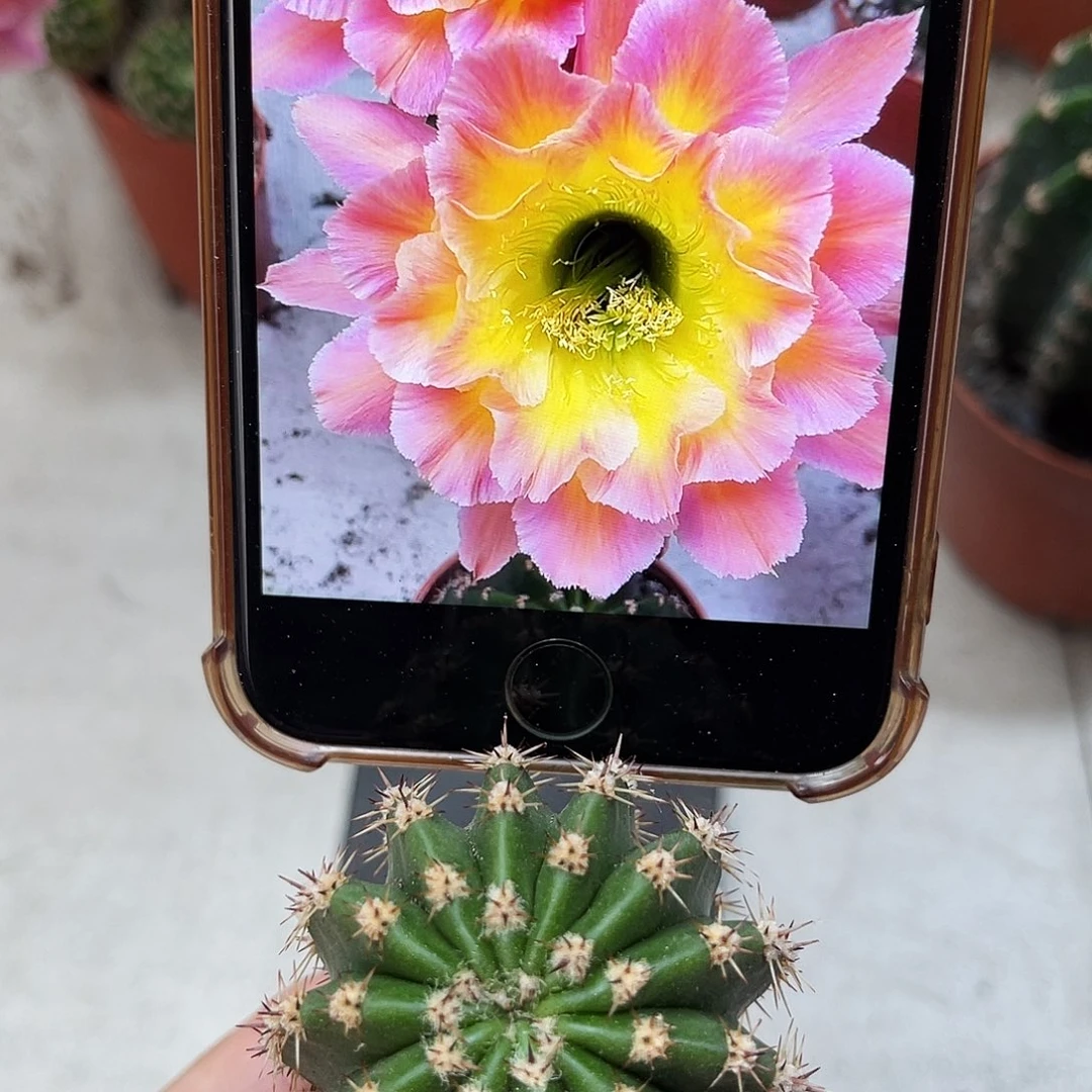彩草星火测芽3.5公分左右