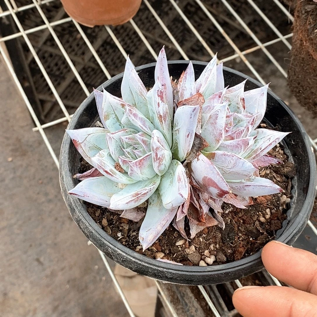 鹦***里卡系黑卡多肉一盆带盆带土