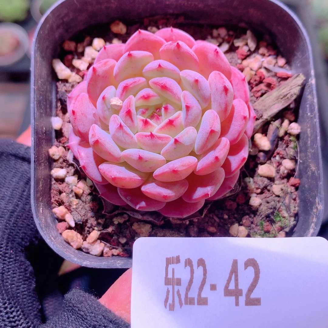 乐然22-42 哈尼单头