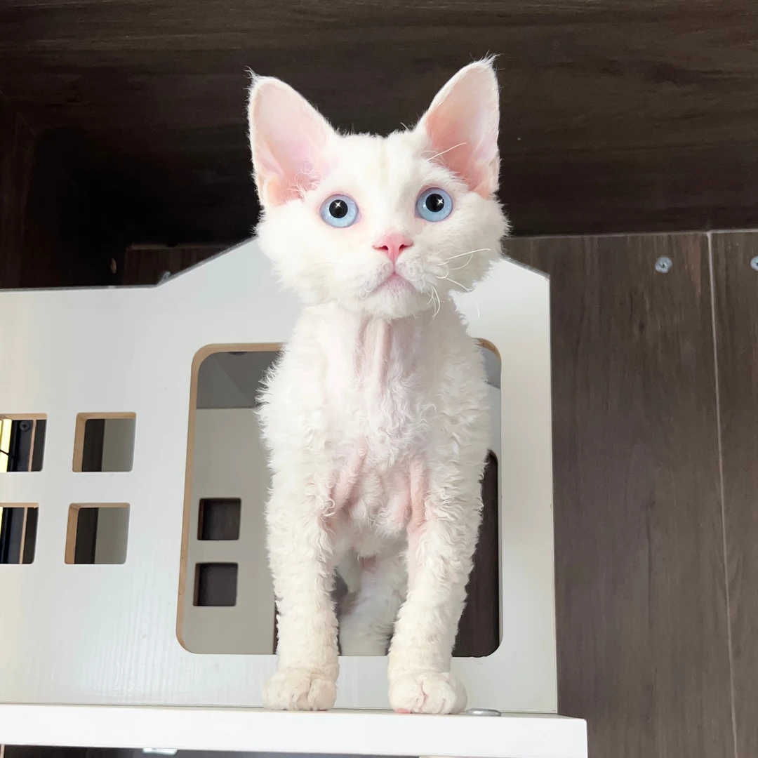 极端脸赛级纯白蓝眼弟弟，疫苗齐全