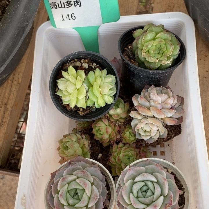 D146- 直播福利 框拍