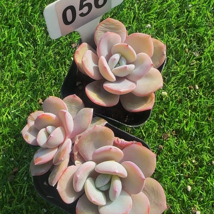 开业福利奶茶2颗一起