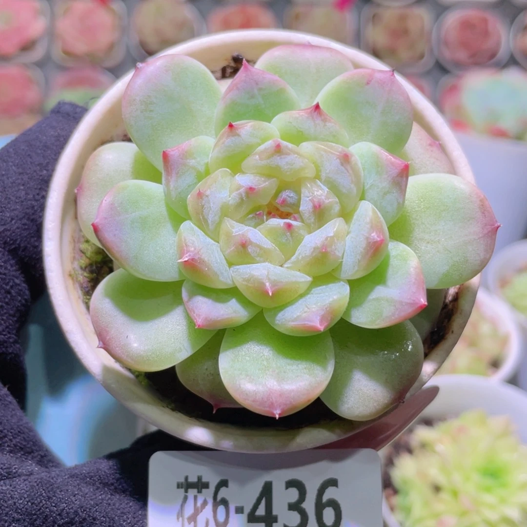 花利美6-436秘境冰魄