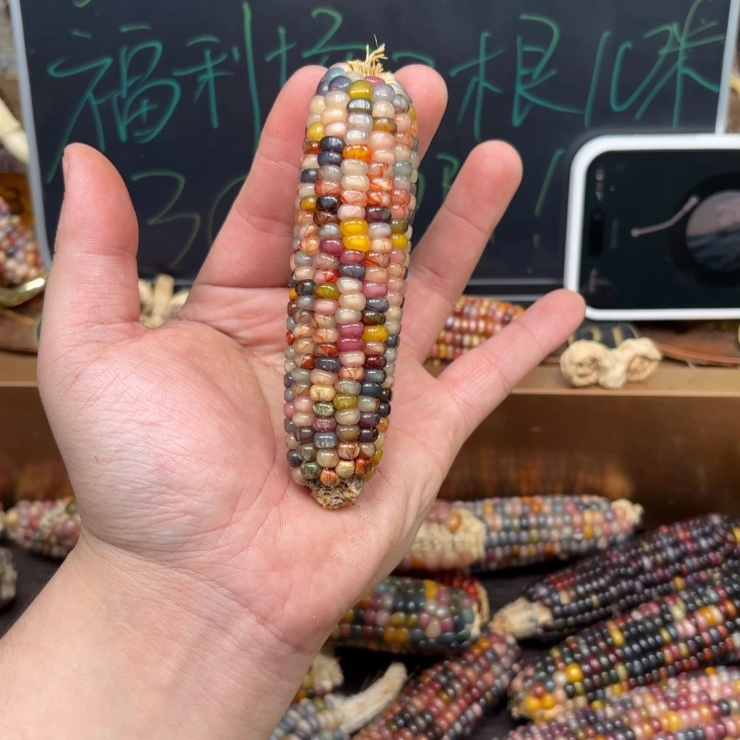 柏香籽/百香籽吊坠遗*