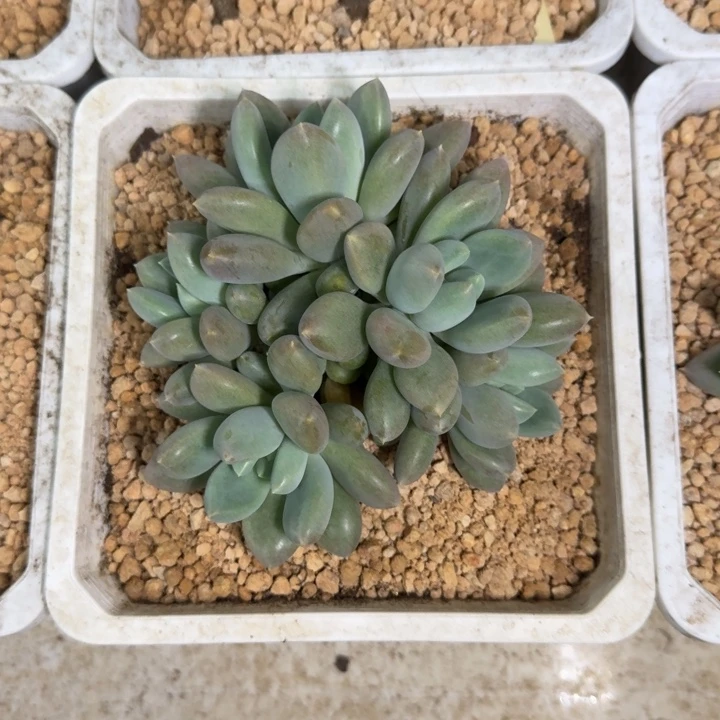 焦糖体 哥特 5头 一物一拍