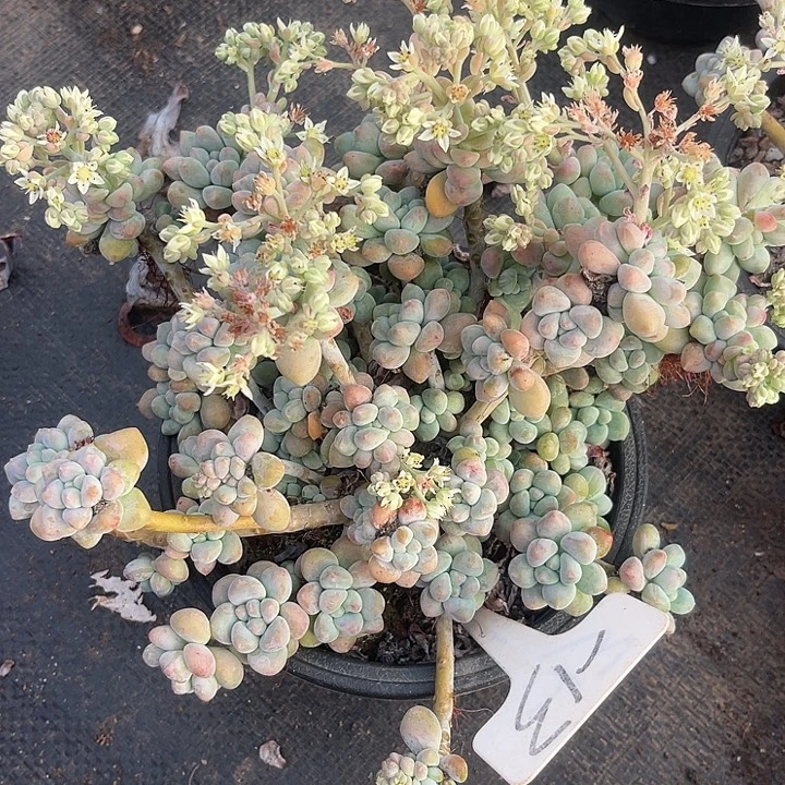 两单包邮，一物一拍13