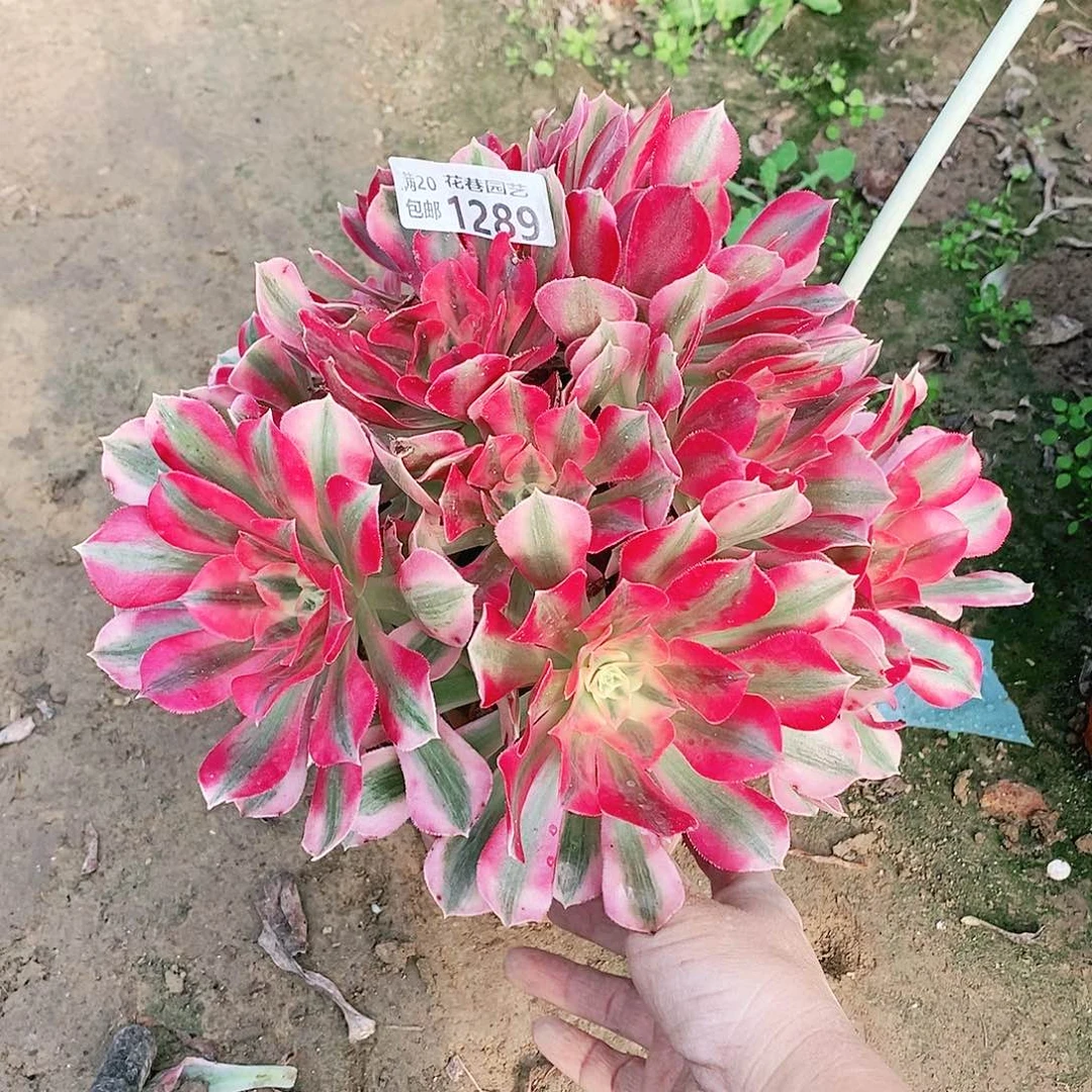 1289号粉女巫多肉植物