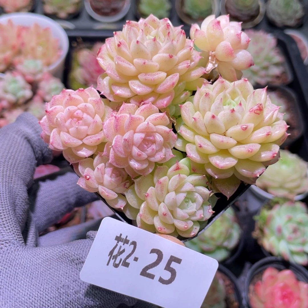 花利美  2-25麦秆群