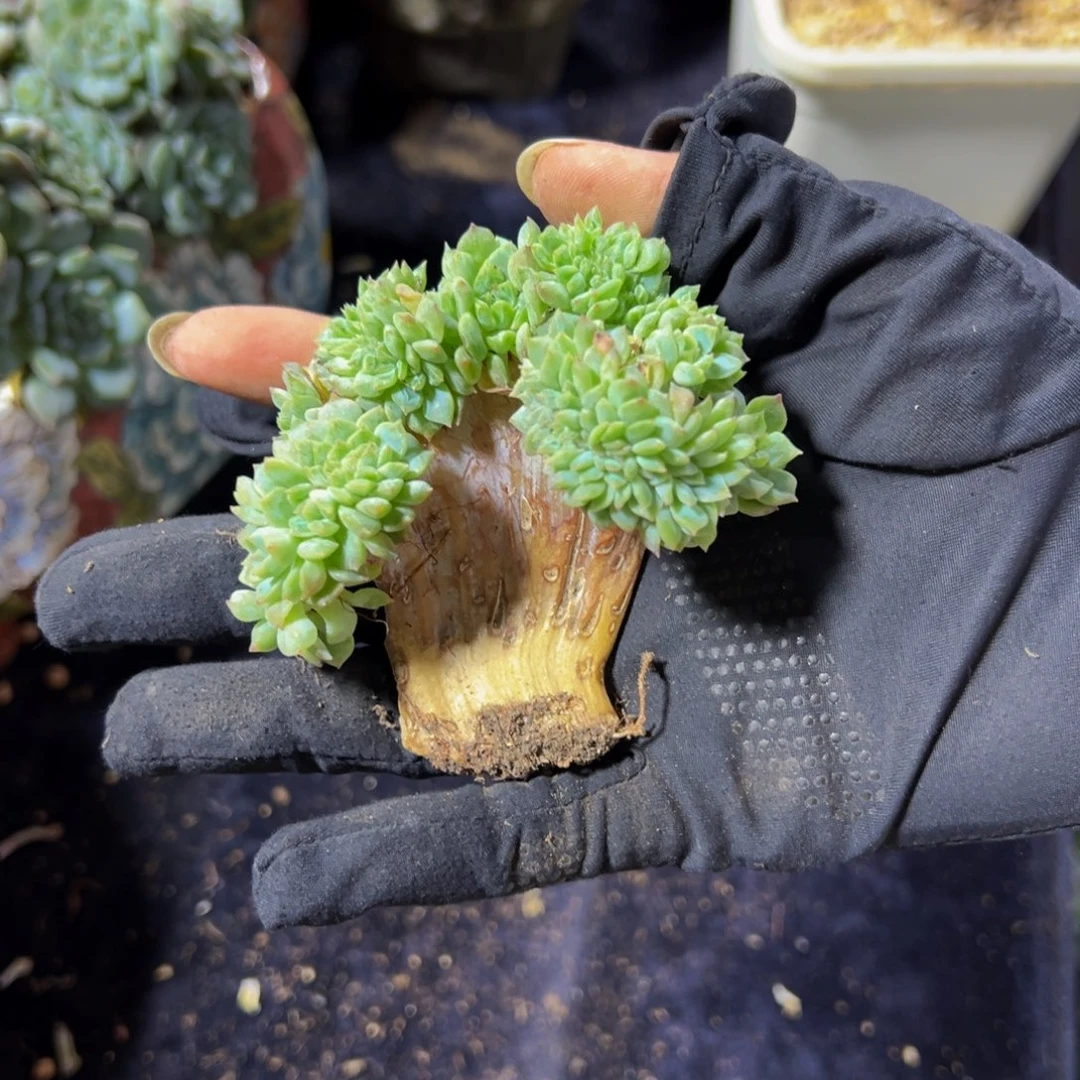 天天开心 小桃花冰魄缀微瑕