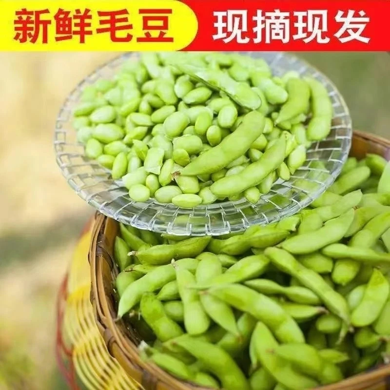 【顺丰包邮】安徽阜阳现摘现发新鲜带壳毛豆农家营养丰富