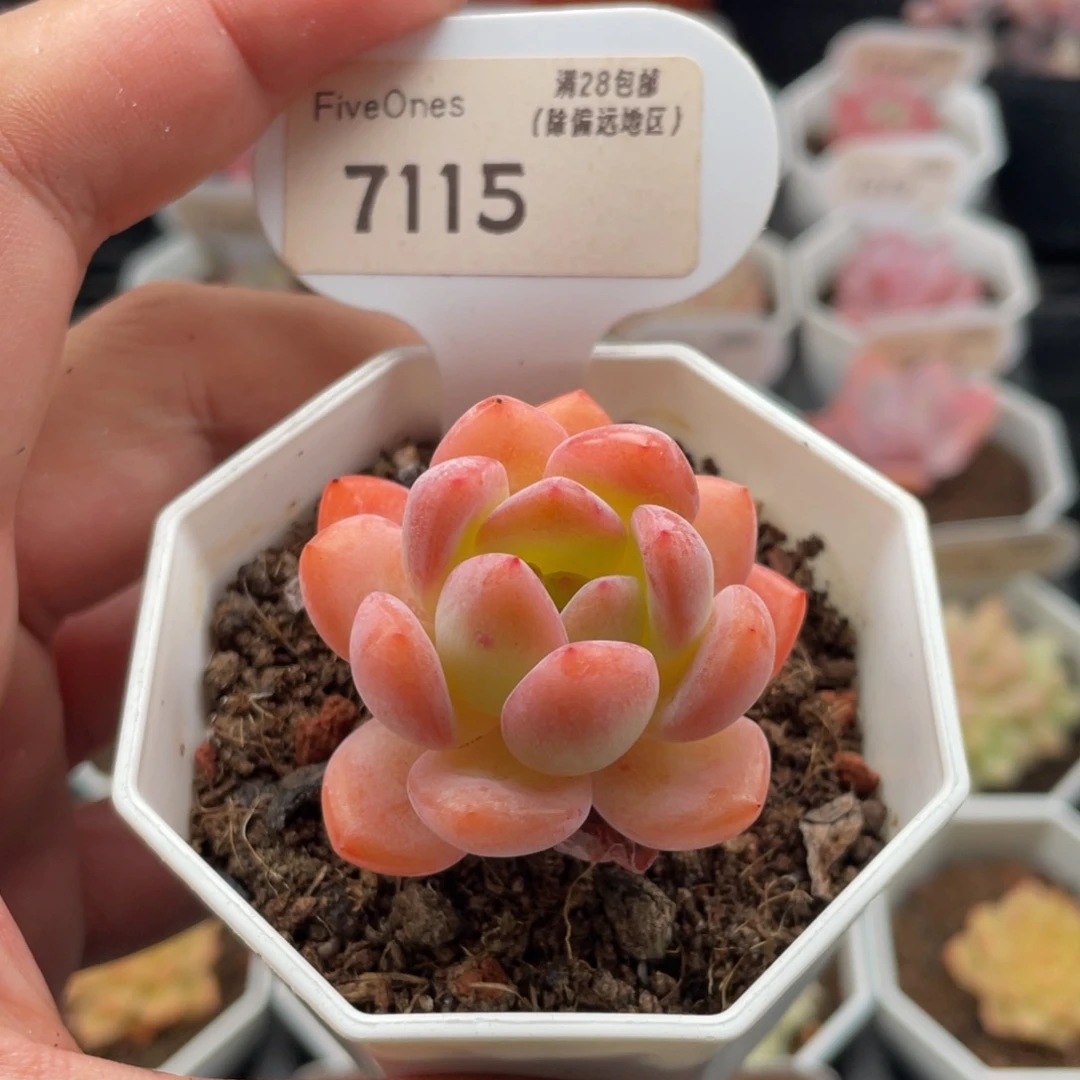 全明星7115-4厘米