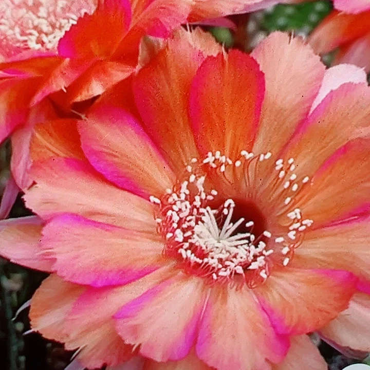 彩草 石楠烟火 侧芽  福 满20包邮