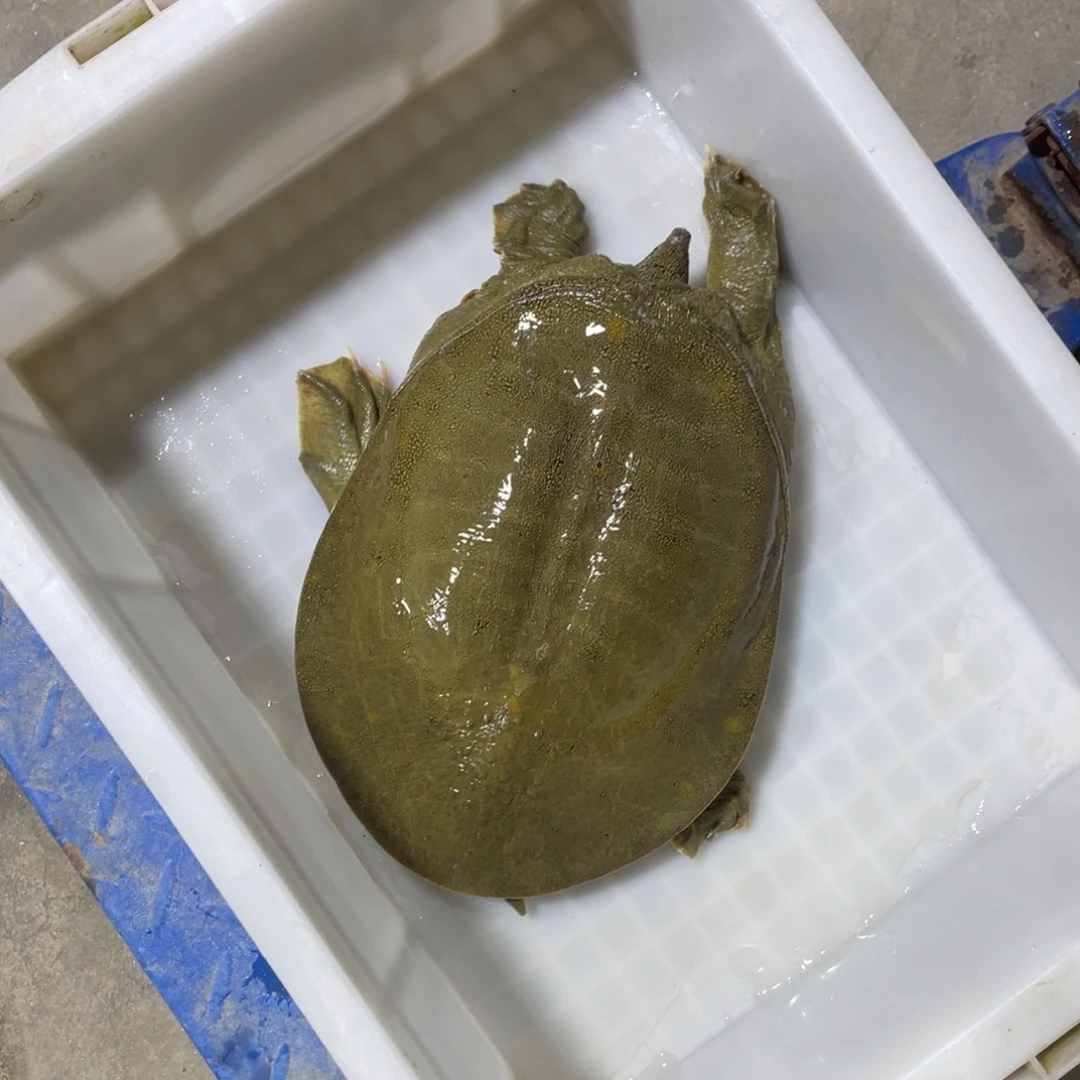 中国大陆野生甲鱼包邮