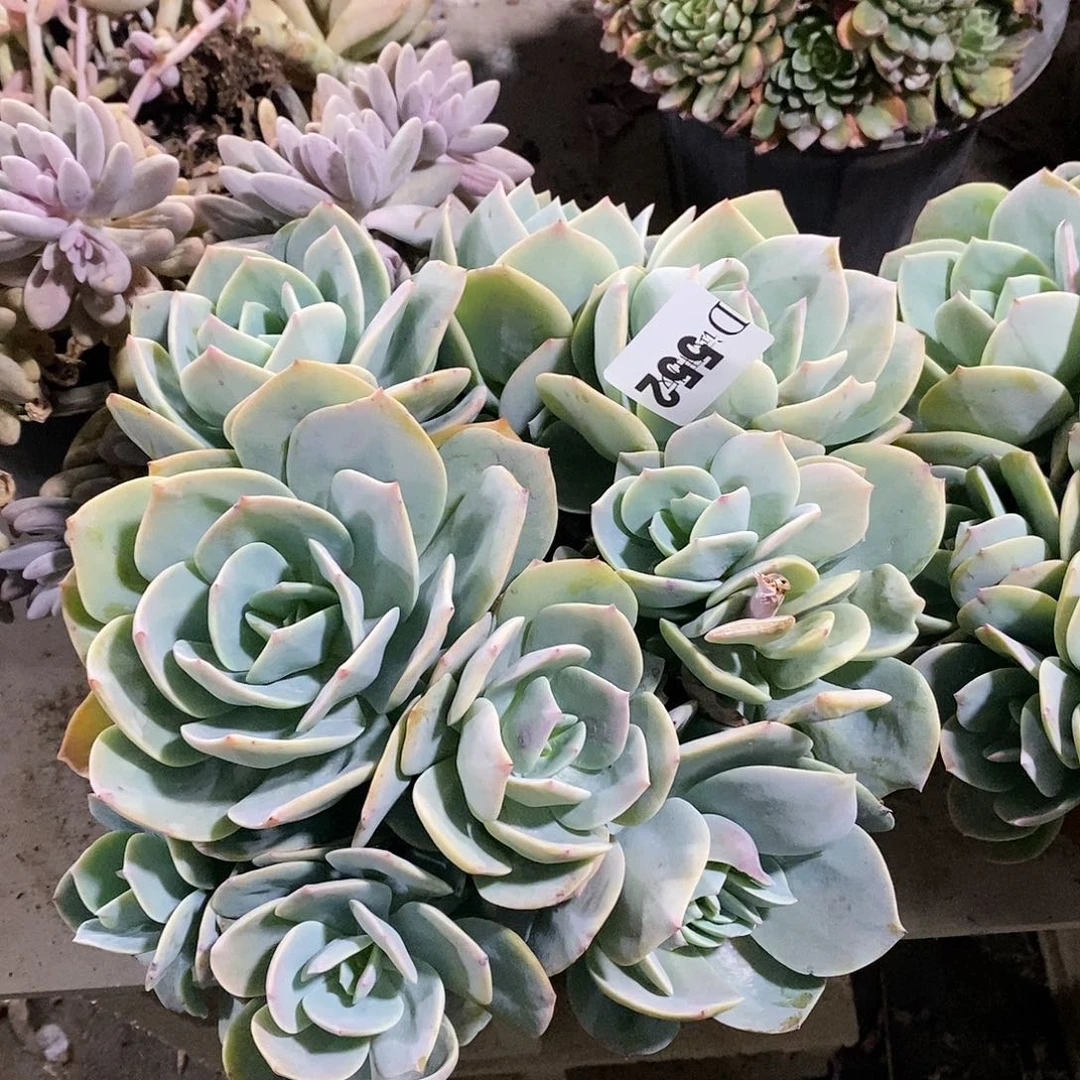 欧**苗552白凤多肉植物