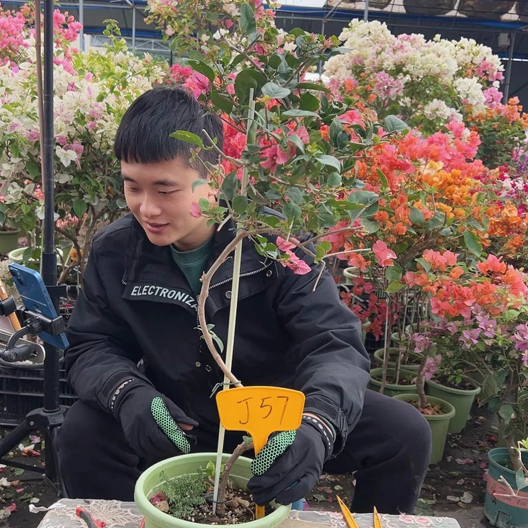 大部分花苞少量开放J57米罗