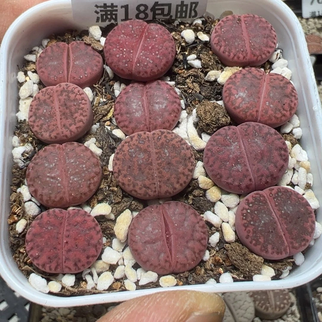 【闪购商品】 775。