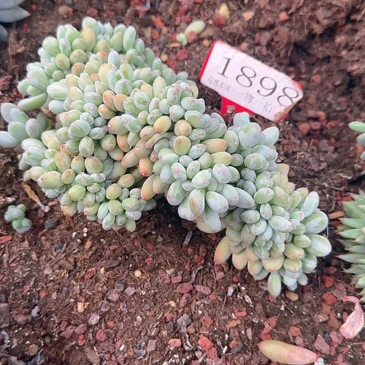 三日月美人缀化1898多肉植物