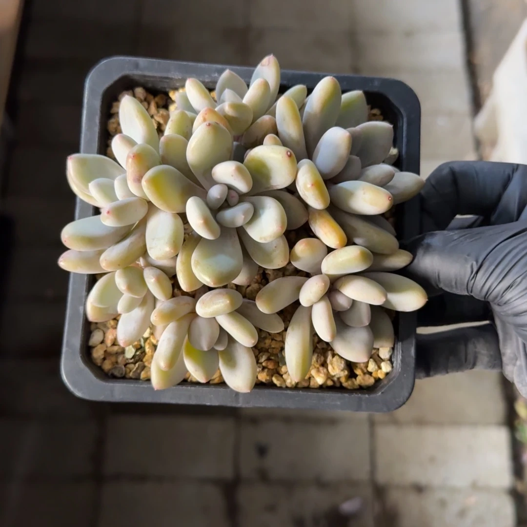 三明治美人11111111111111111