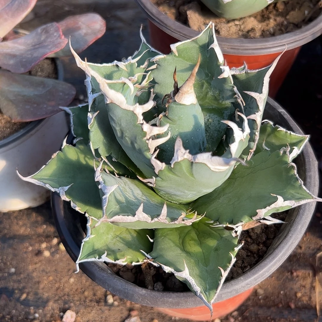 多肉植物白鲸龙舌兰