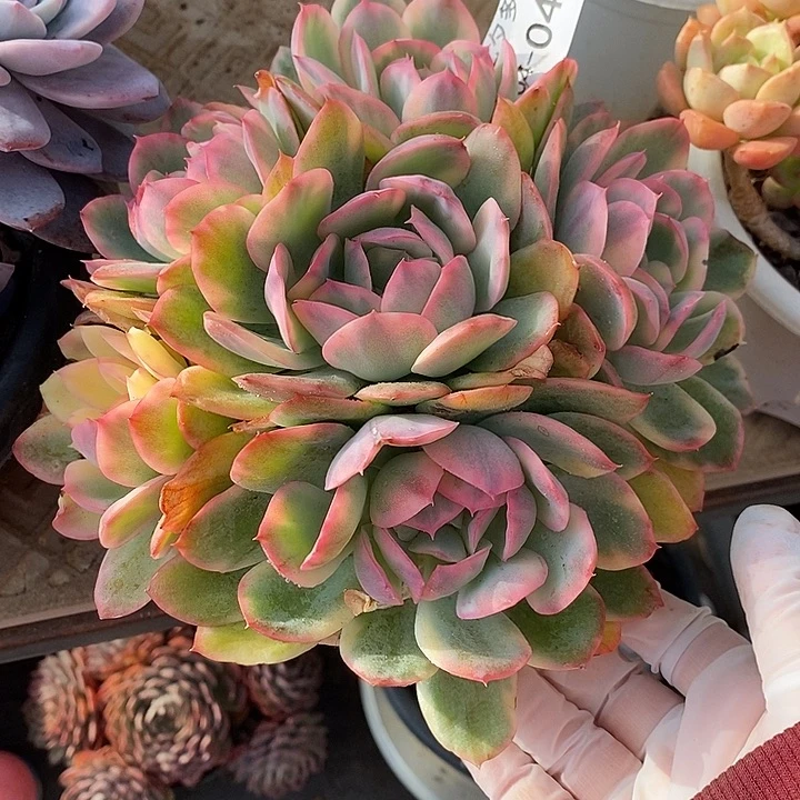 小七夕多肉绮罗锦04