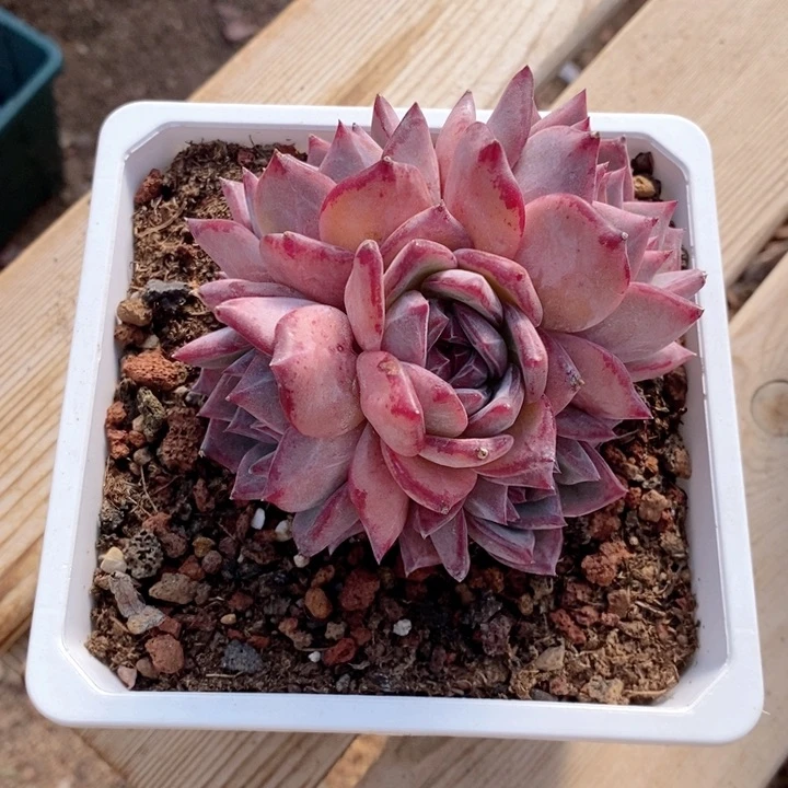 拉糖 韩货精品123123