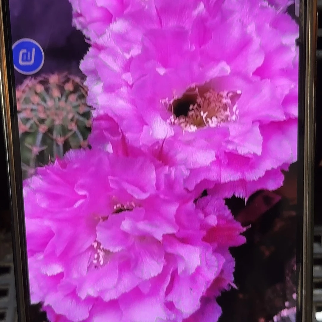 多多一号彩侧牙20包邮仙人球10