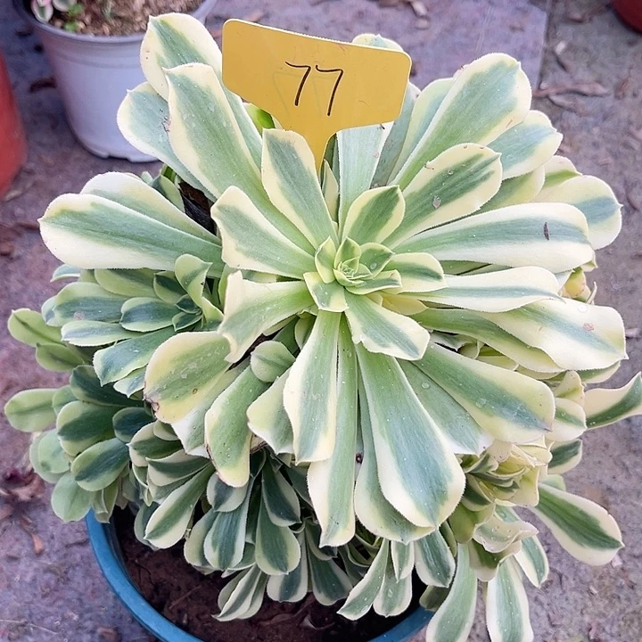 77一颗绿豆沙法师