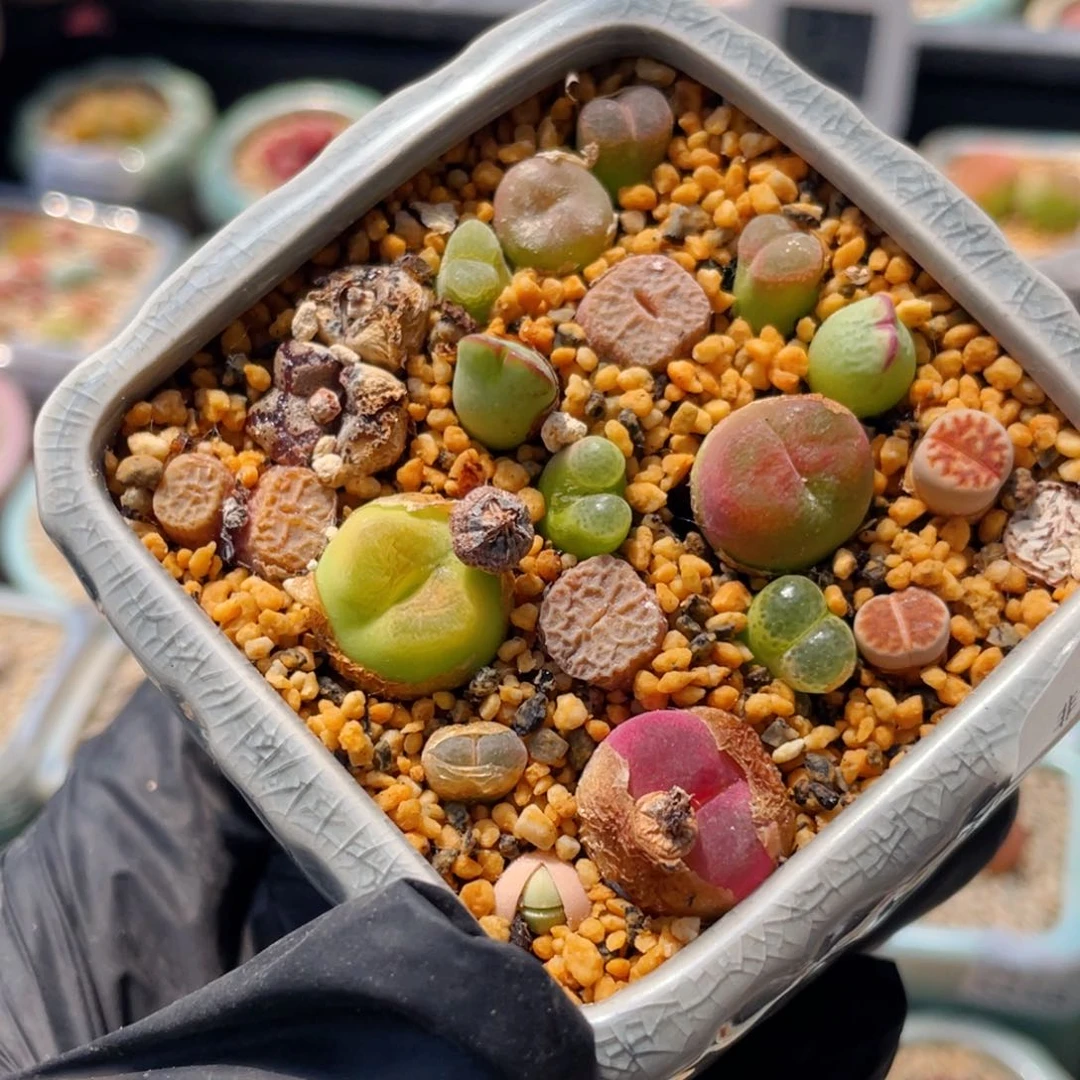 无花朵5316--一物一拍 带盆