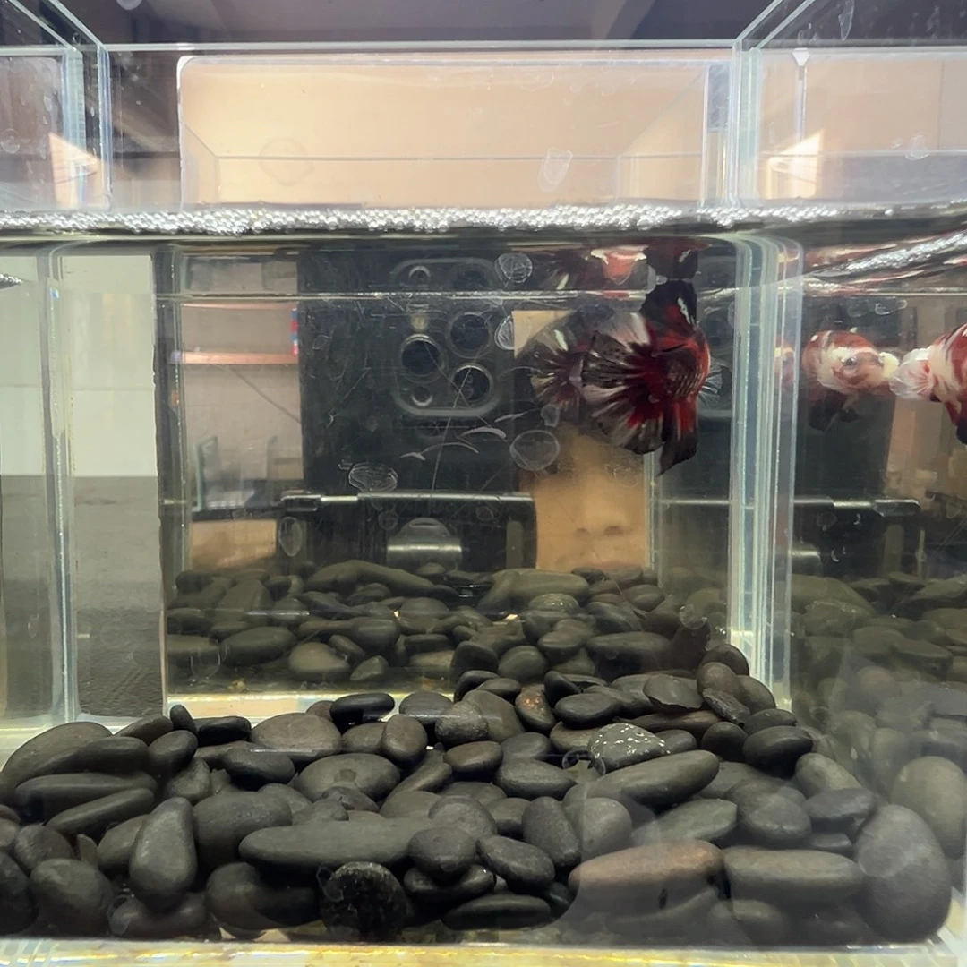 斗鱼阿浩泰斗14日58