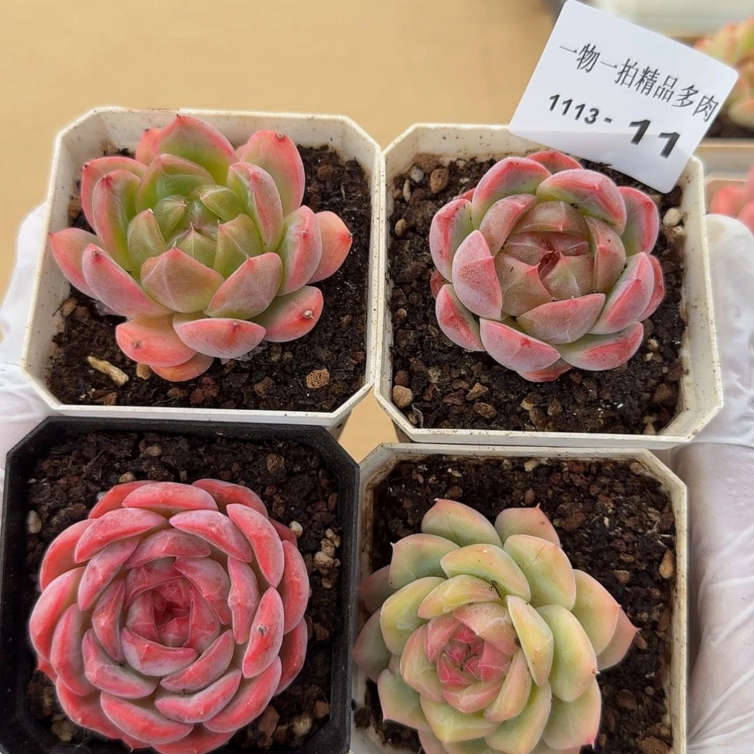 1113-11多肉四颗组合