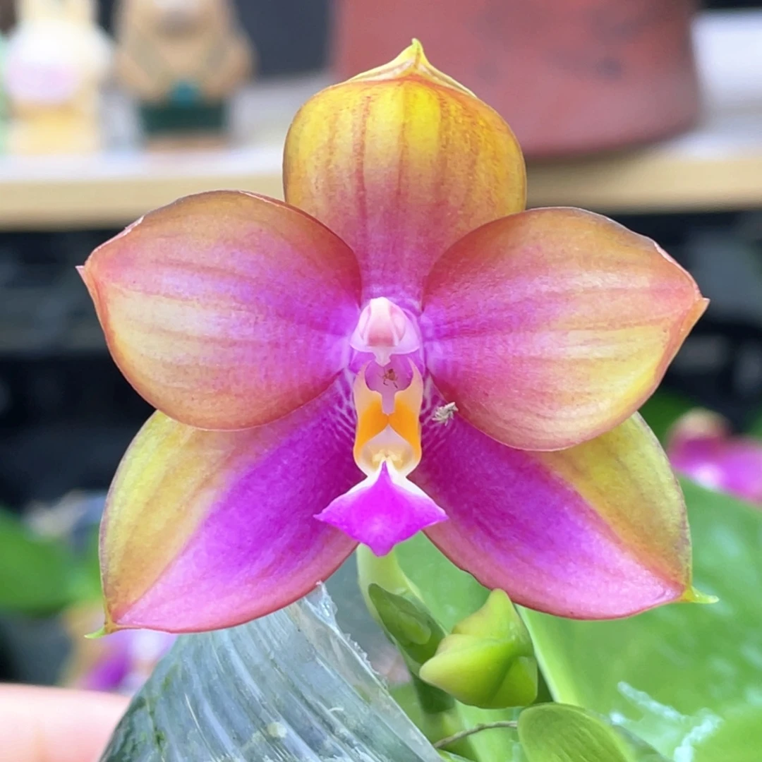 当前无花栽培后可以开花