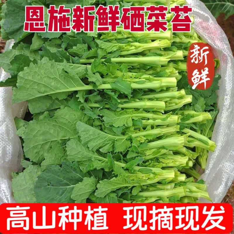硒菜薹湖北农家自种油菜苔绿色蔬菜鲜嫩苦油菜绿芸薹菜芥时令蔬菜